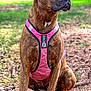dog, brindle, pink_harness, animal, pet, outdoor, forest, nature, canine, sitting, brown, fur, paw, snout, ears, alert, background_blur, ground, tree, daylight