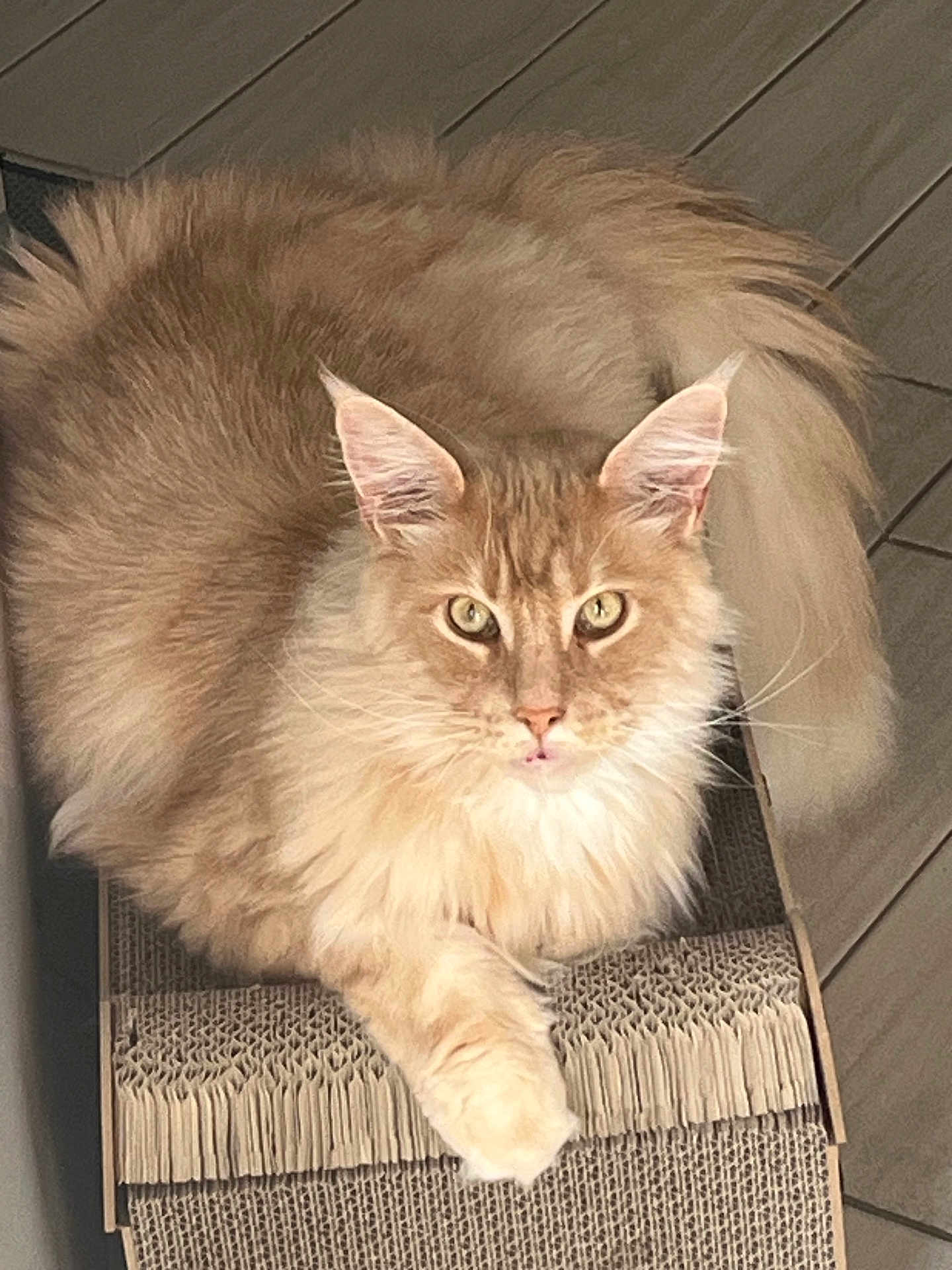 Tomy a rejoint le concours — aidez-le/la à gagner de superbes lots ! cat, fluffy, orange_cat, pet, indoor, cardboard_scratchpad, feline, whiskers, ears, tail, paw, looking, relaxed, fur, animal, cute, domestic_cat, closeup, floor, home
