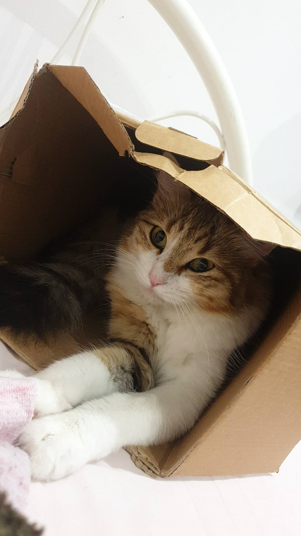 Pamela a rejoint le concours — aidez-le/la à gagner de superbes lots ! beige, box, cardboard, carnivore, carton, cat, cat_supply, domestic_short_haired_cat, felidae, fur, package_delivery, packaging_and_labeling, paper_product, paw, pet_supply, shipping_box, small_to_medium_sized_cats, snout, vertebrate, whiskers