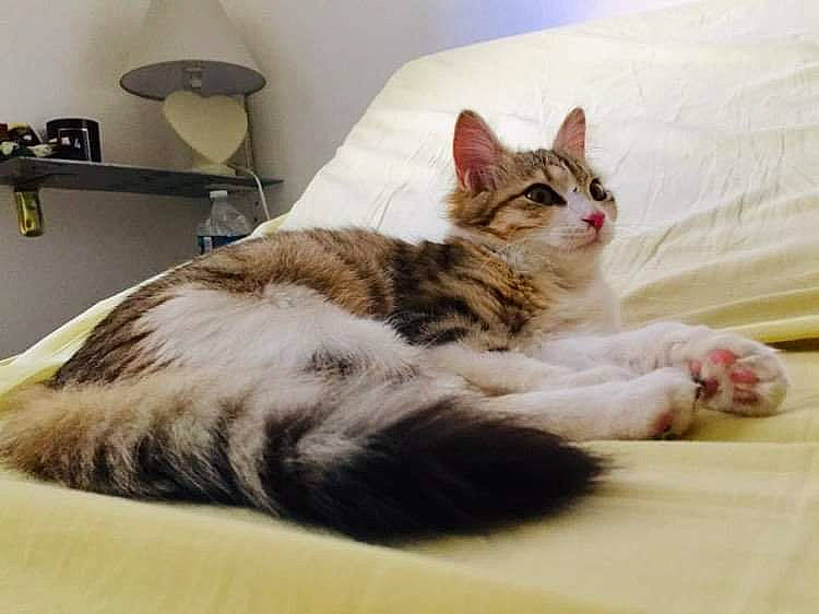 Pamela a rejoint le concours — aidez-le/la à gagner de superbes lots ! aegean_cat, american_shorthair, carnivore, cat, domestic_short_haired_cat, dragon_li, ear, european_shorthair, facial_expression, felidae, fur, kitten, maine_coon, mammal, norwegian_forest_cat, paw, polydactyl_cat, small_to_medium_sized_cats, tabby_cat, whiskers