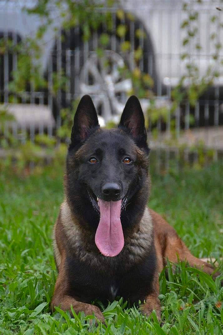 Oscar participe au concours pour gagner de l'argent avec cette photo : canidae, carnivore, dog, dog_breed, grass, herding_dog, king_shepherd, plant, snout, sporting_group, terrestrial_animal, working_animal, working_dog