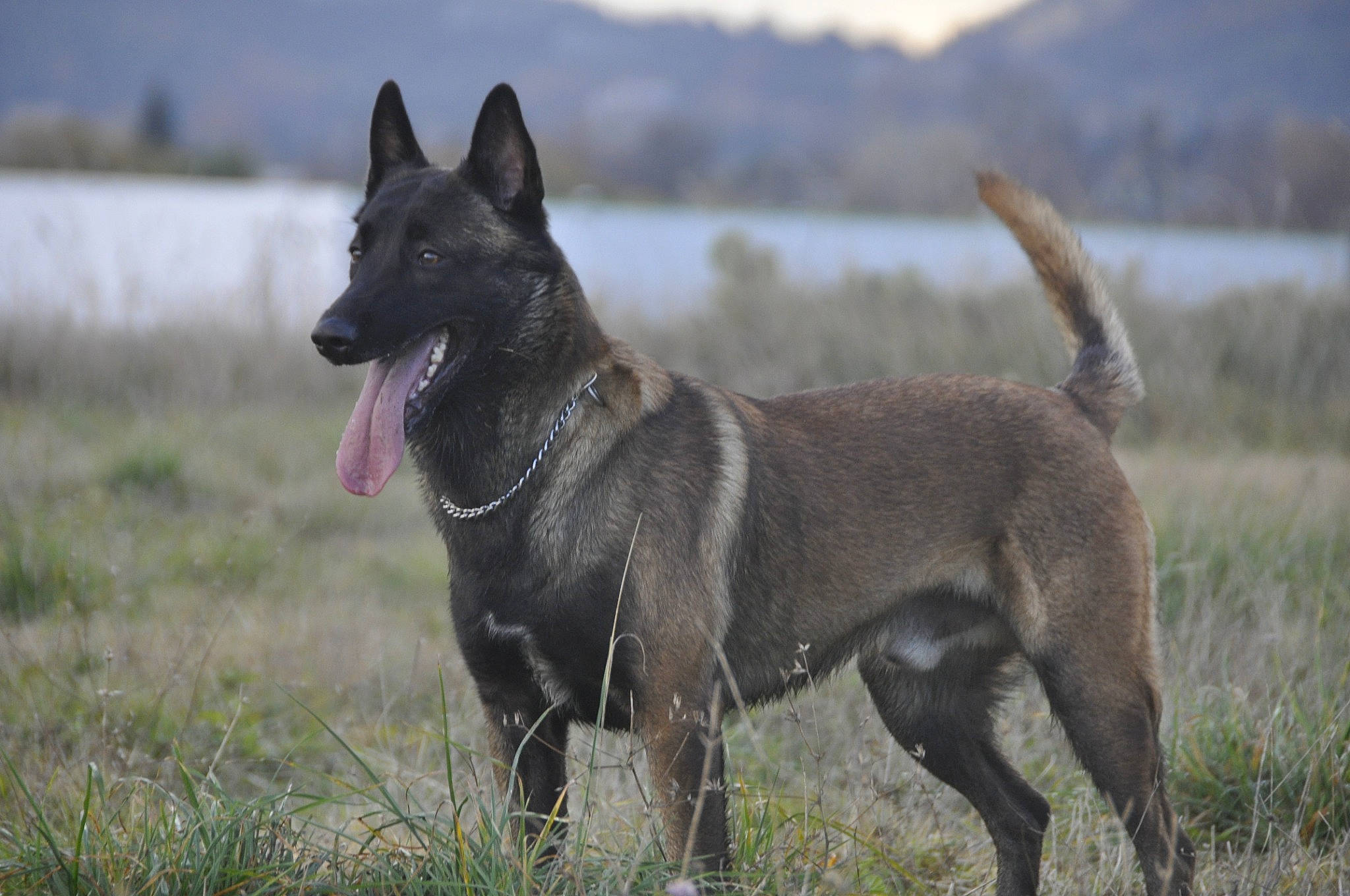 Oscar participe au concours pour gagner de l'argent avec cette photo : canidae, carnivore, collar, companion_dog, corgi_chihuahua, dog, dog_breed, grass, grassland, lake, non_sporting_group, sky, snout, sporting_group, tail, terrestrial_animal, water, wildlife, working_animal, working_dog