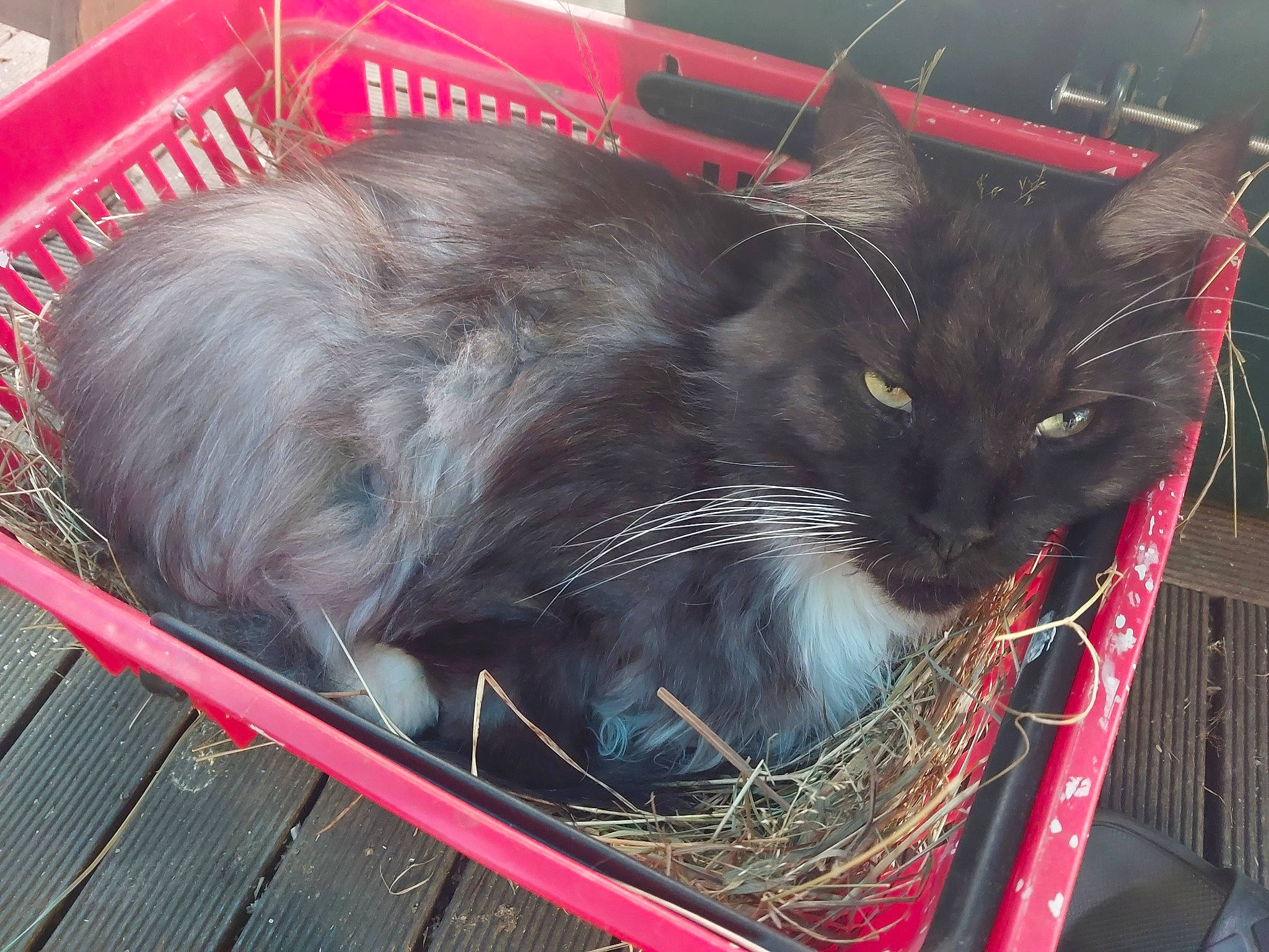 Doody a rejoint le concours — aidez-le/la à gagner de superbes lots ! animal_shelter, basket, box, cage, carnivore, cat, cat_supply, comfort, domestic_short_haired_cat, felidae, fur, grass, hay, packaging_and_labeling, pet_supply, small_to_medium_sized_cats, snout, straw, tail, whiskers