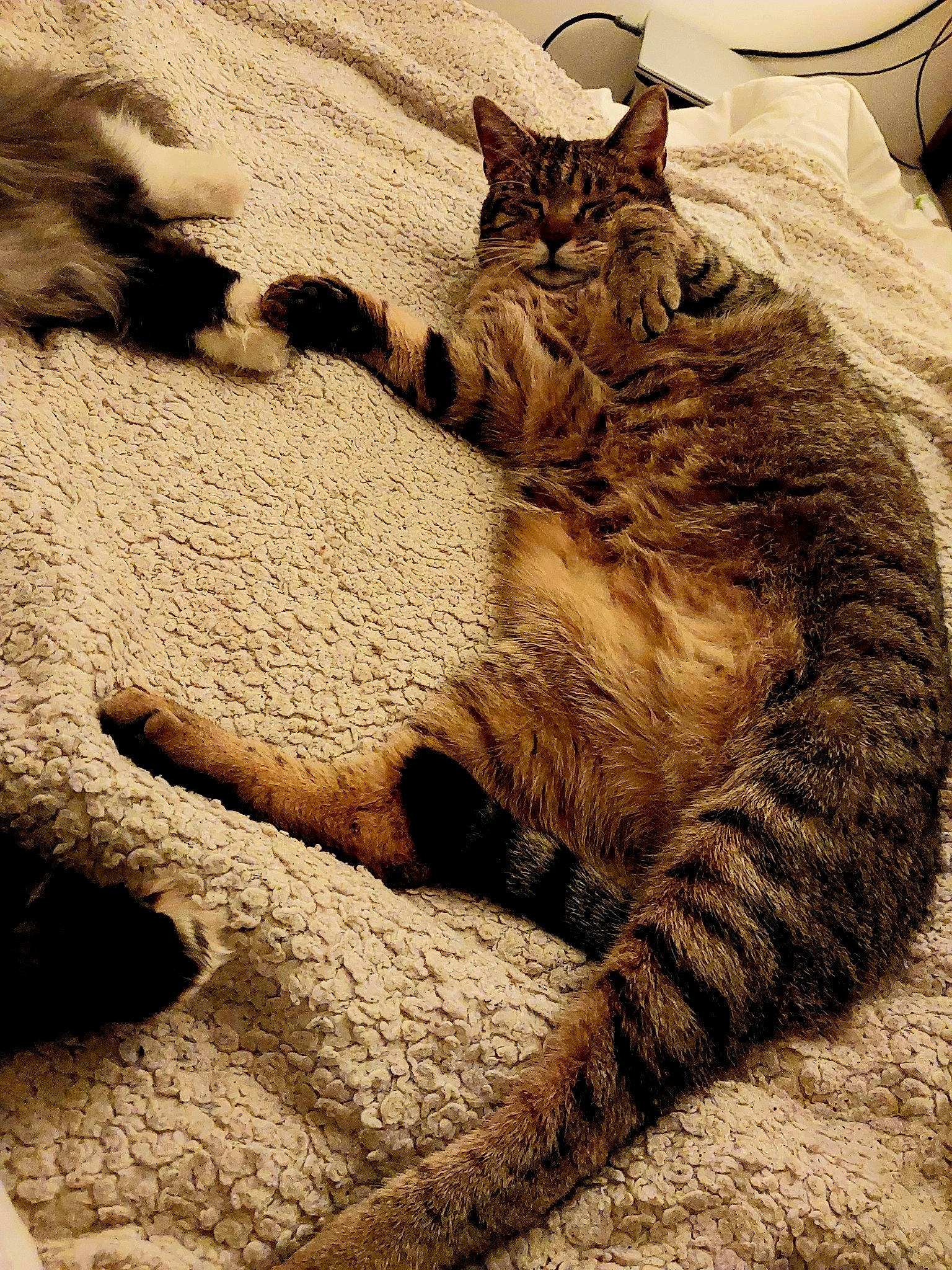 Speedy a rejoint le concours — aidez-le/la à gagner de superbes lots ! carnivore, cat, claw, domestic_short_haired_cat, fawn, felidae, fur, grass, landscape, mammal, paw, small_to_medium_sized_cats, snout, soil, tail, terrestrial_animal, vertebrate, whiskers, wildlife, wood