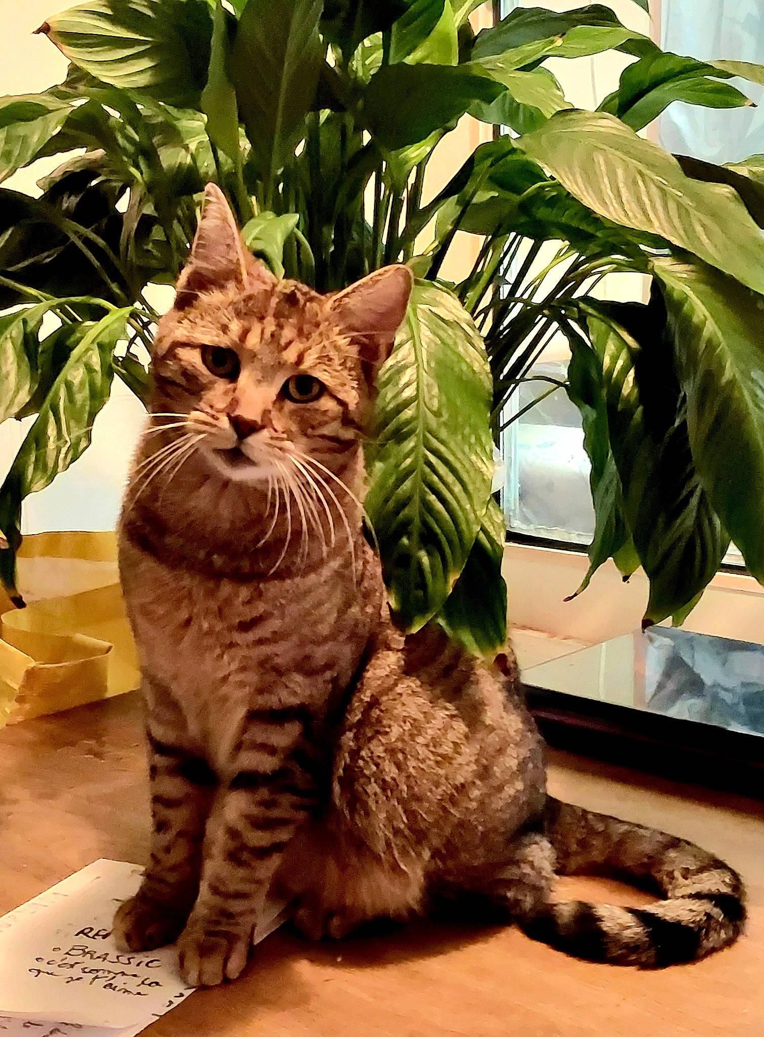 Speedy participe au concours pour gagner de l'argent avec cette photo : carnivore, cat, comfort, domestic_short_haired_cat, fawn, felidae, flowerpot, fur, grass, houseplant, organism, paw, plant, small_to_medium_sized_cats, snout, tail, terrestrial_animal, terrestrial_plant, tree, whiskers