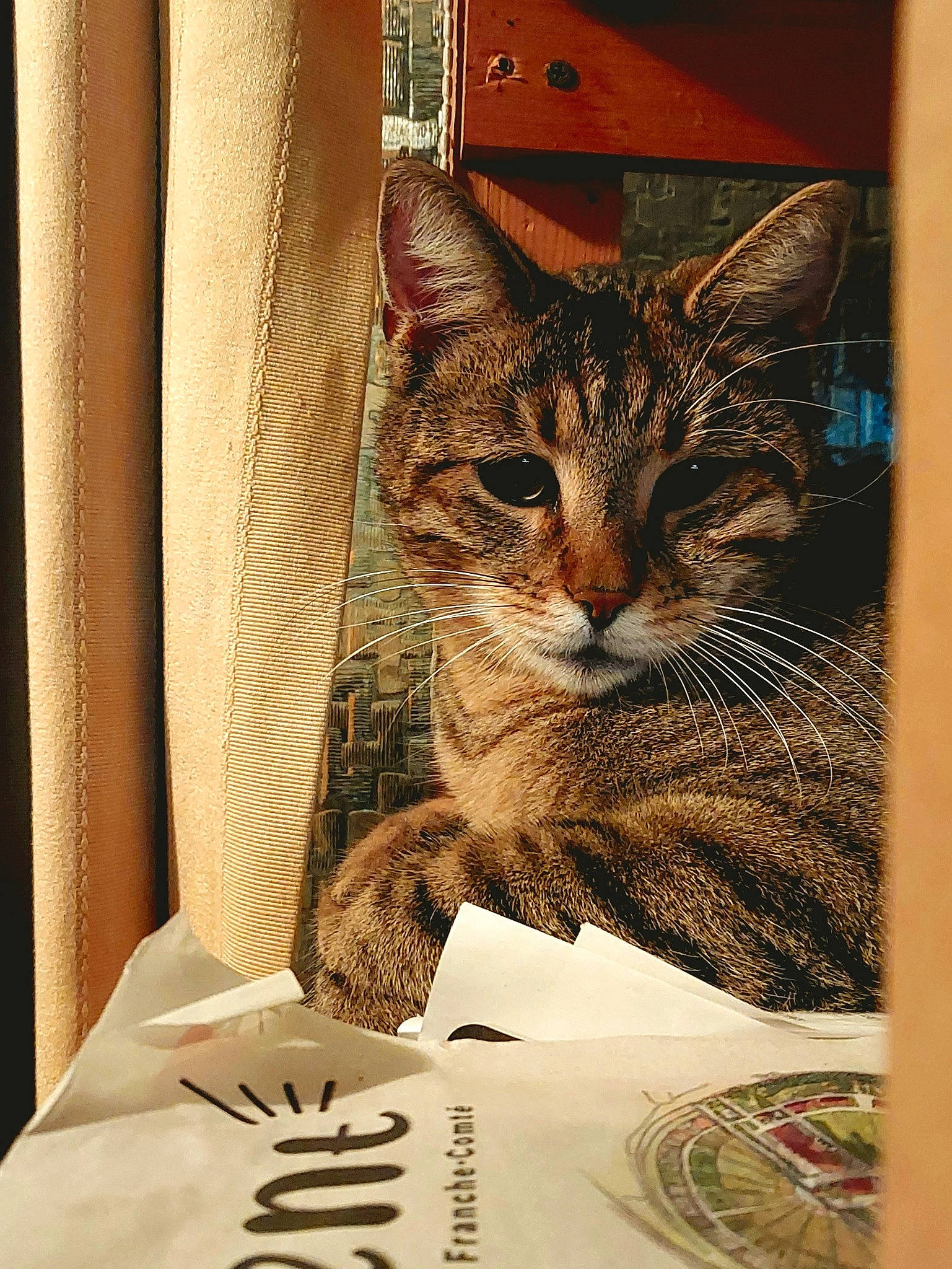 Speedy a rejoint le concours — aidez-le/la à gagner de superbes lots ! art, box, cardboard, carnivore, cat, currency, curtain, domestic_short_haired_cat, felidae, fur, illustration, money, packaging_and_labeling, paper, paper_product, small_to_medium_sized_cats, tree, visual_arts, whiskers, window