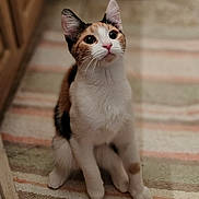 Penny joined the competition — help win amazing prizes! cat, kitten, calico, pet, animal, indoor, floor, striped_rug, curious, whiskers, ears, paws, cute, feline, young, domestic, looking_up, kitchen, flooring, fur