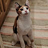 cat, kitten, calico, pet, animal, indoor, floor, striped_rug, curious, whiskers, ears, paws, cute, feline, young, domestic, looking_up, kitchen, flooring, fur