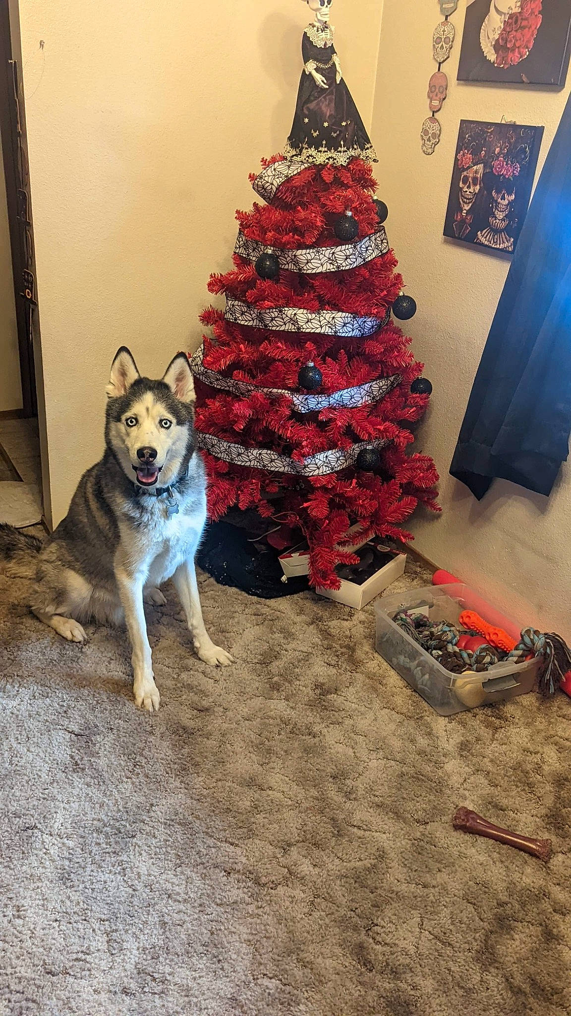 Juneau is registered to the contest to win money with this photo: carnivore, christmas, christmas_decoration, christmas_ornament, christmas_tree, companion_dog, dog, dog_breed, door, event, evergreen, flooring, holiday, holiday_ornament, living_room, ornament, plant, tail, tree, wood