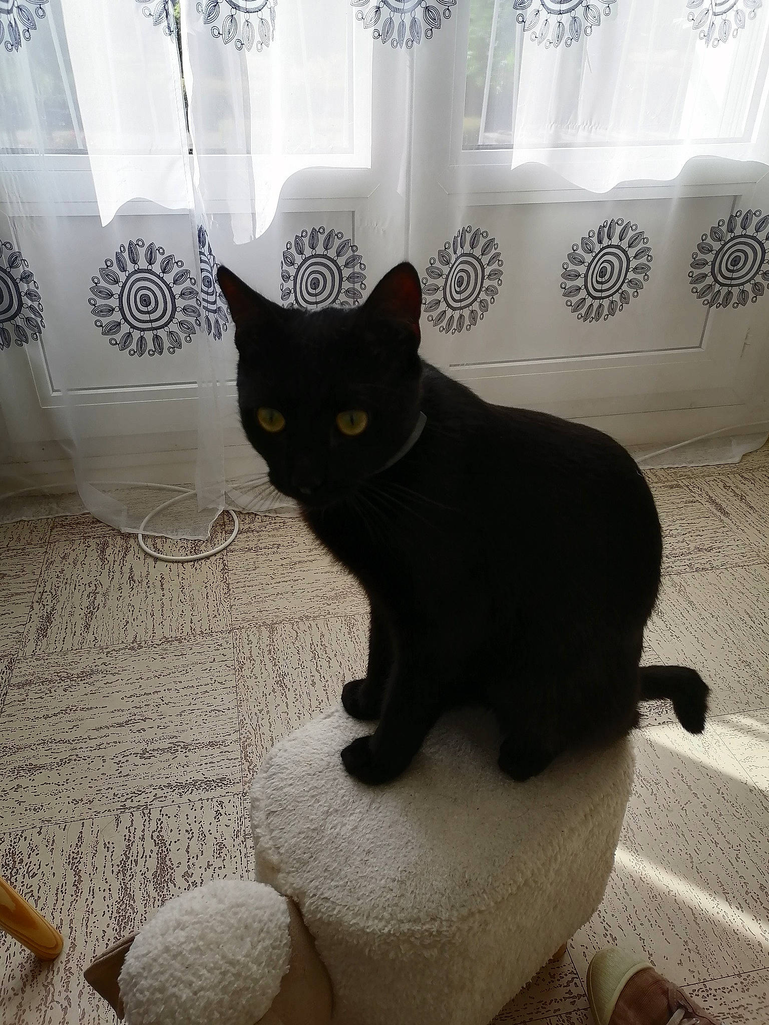 Peper participe au concours pour gagner de l'argent avec cette photo : asian, black, black_and_white, black_cat, bombay, carnivore, cat, domestic_short_haired_cat, felidae, korat, russian_blue, small_to_medium_sized_cats, tail, whiskers