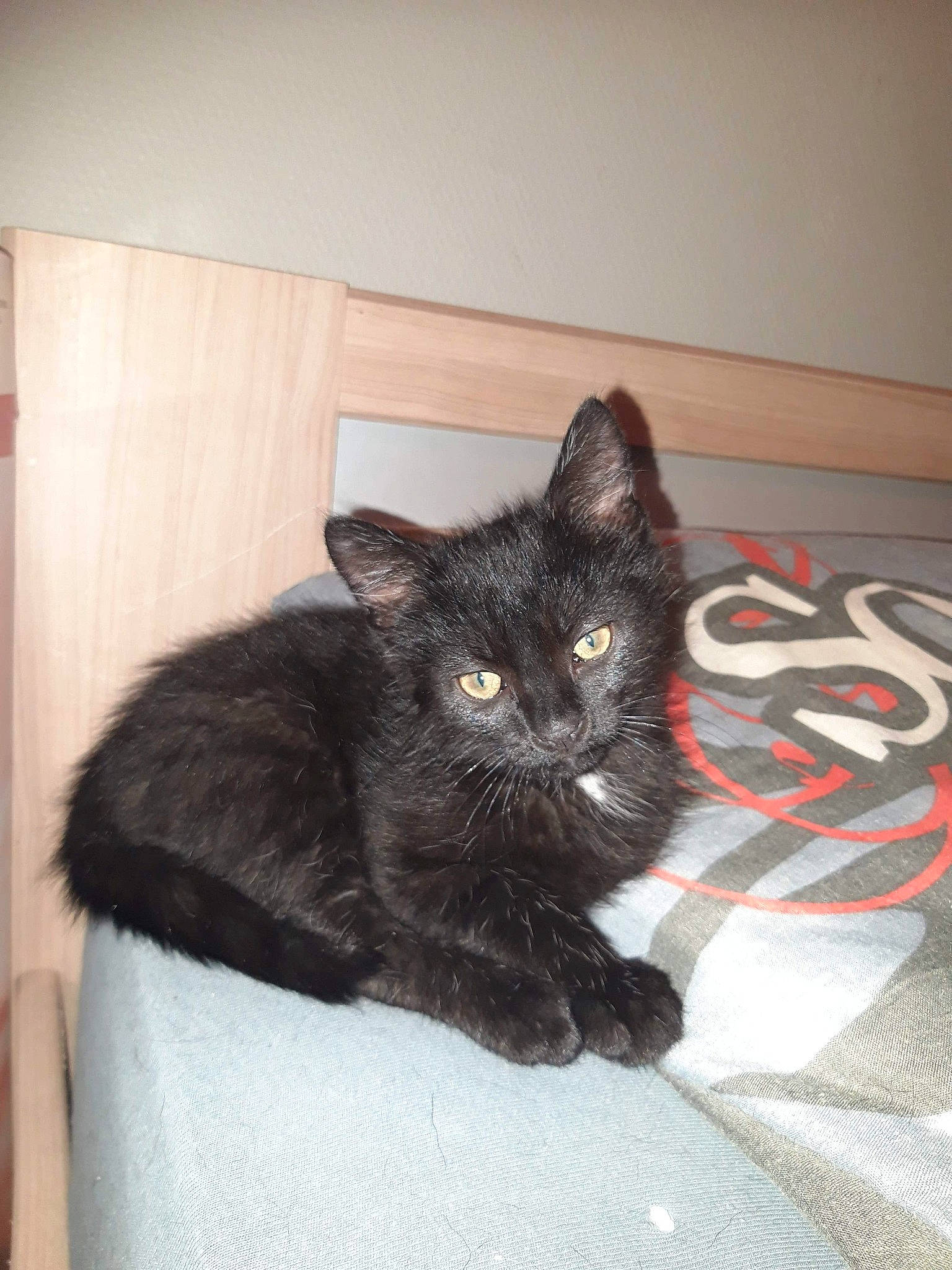 Peper participe au concours pour gagner de l'argent avec cette photo : asian, black_cat, bombay, burmese, carnivore, cat, domestic_short_haired_cat, felidae, german_rex, korat, mammal, polydactyl_cat, small_to_medium_sized_cats, vertebrate, whiskers