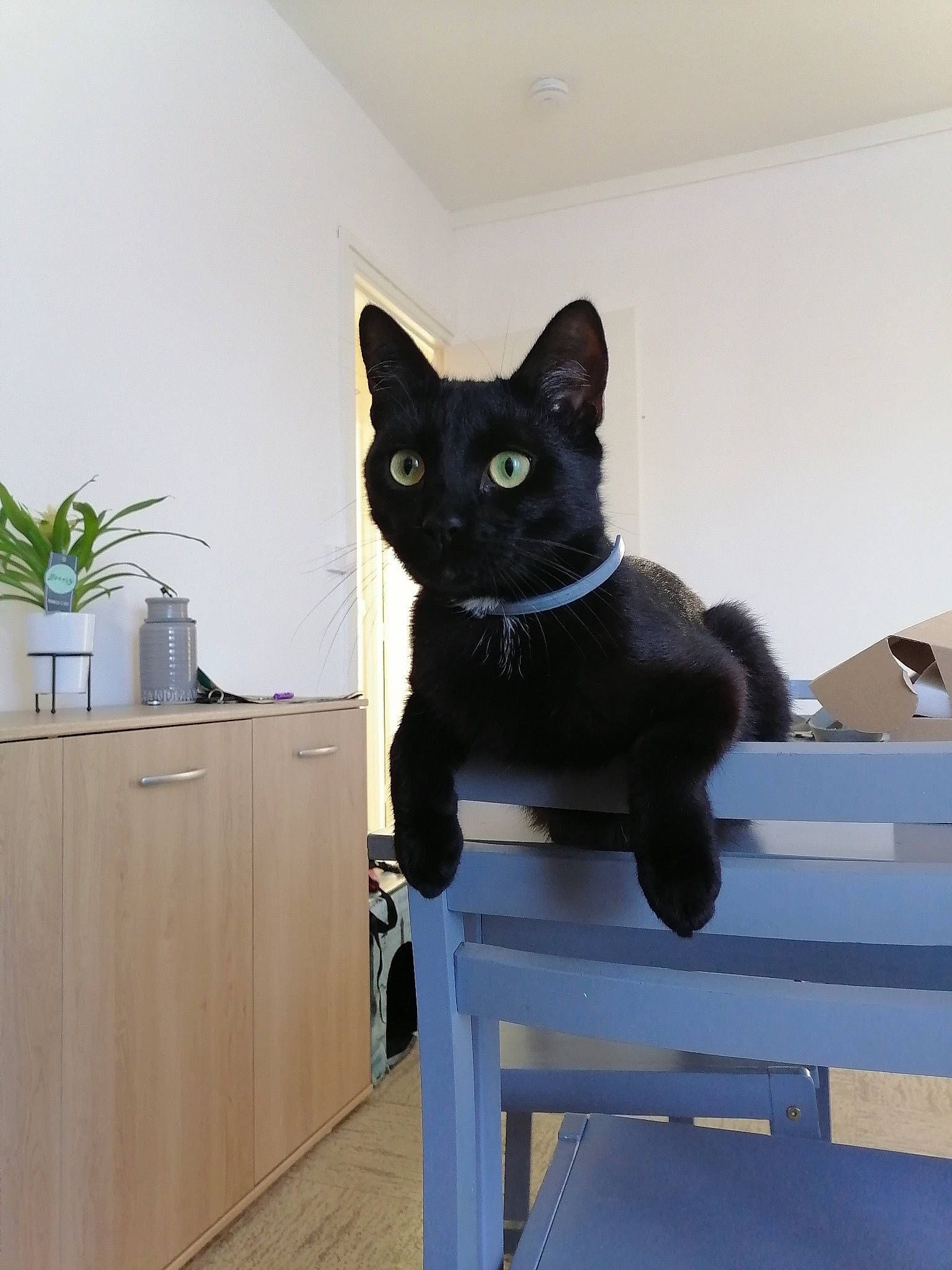 Peper participe au concours pour gagner de l'argent avec cette photo : asian, black, black_cat, bombay, carnivore, cat, domestic_short_haired_cat, felidae, kitten, korat, oriental_shorthair, polydactyl_cat, room, small_to_medium_sized_cats, table, tail, whiskers