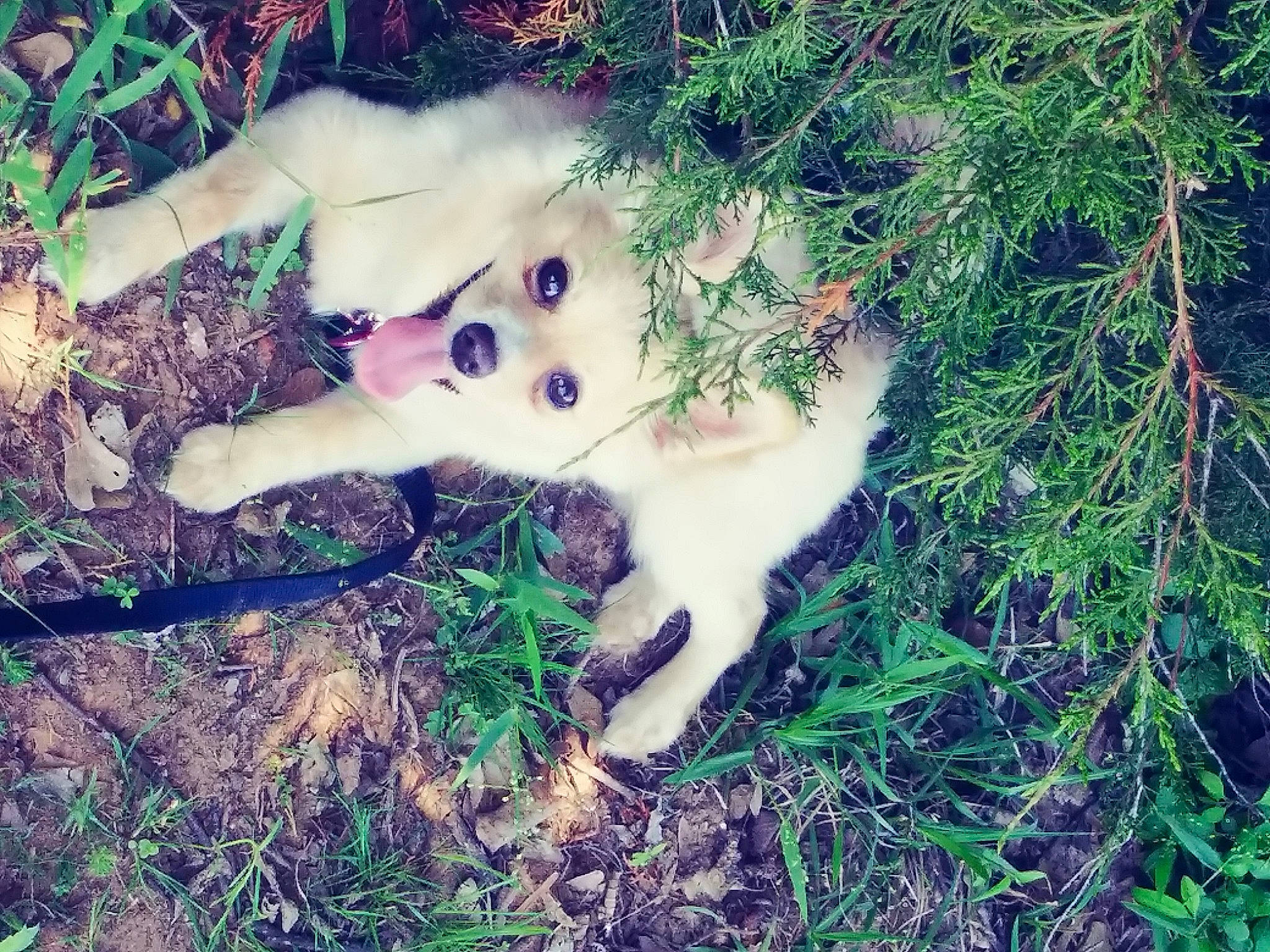 Nala joined the competition — help win amazing prizes! canidae, carnivore, companion_dog, dog, dog_breed, fawn, felidae, fur, grass, happy, paw, plant, small_to_medium_sized_cats, snout, soil, sporting_group, tail, toy, tree, whiskers