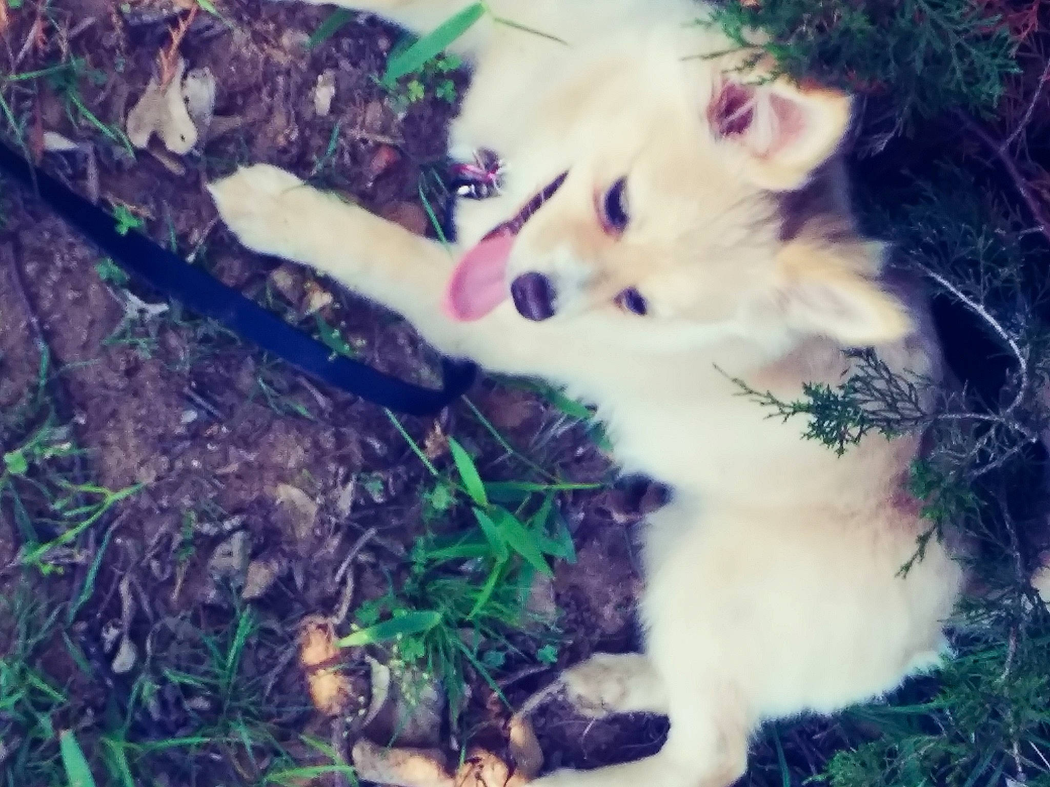 Nala joined the competition — help win amazing prizes! carnivore, cloud, companion_dog, dog, dog_breed, fawn, grass, happy, herding_dog, plant, pomeranian, puppy_love, snout, spitz, summer, sunlight, tail, toy_dog, vertebrate, whiskers