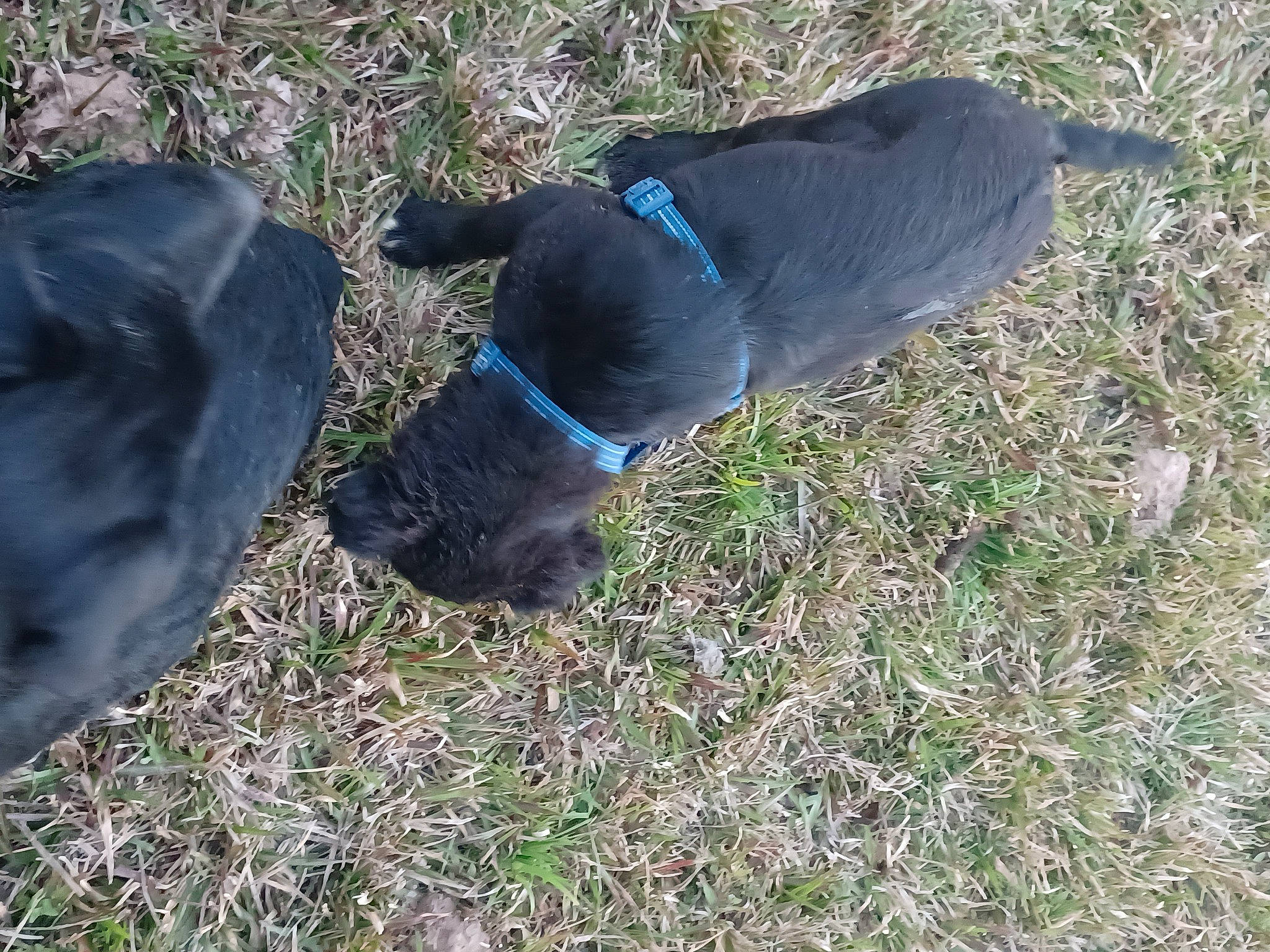 Baby Girl joined the competition — help win amazing prizes! annual_plant, canidae, carnivore, collar, companion_dog, dog, dog_breed, dog_collar, dog_supply, electric_blue, fawn, fur, grass, non_sporting_group, plant, shadow, snout, tail, terrestrial_animal, working_animal