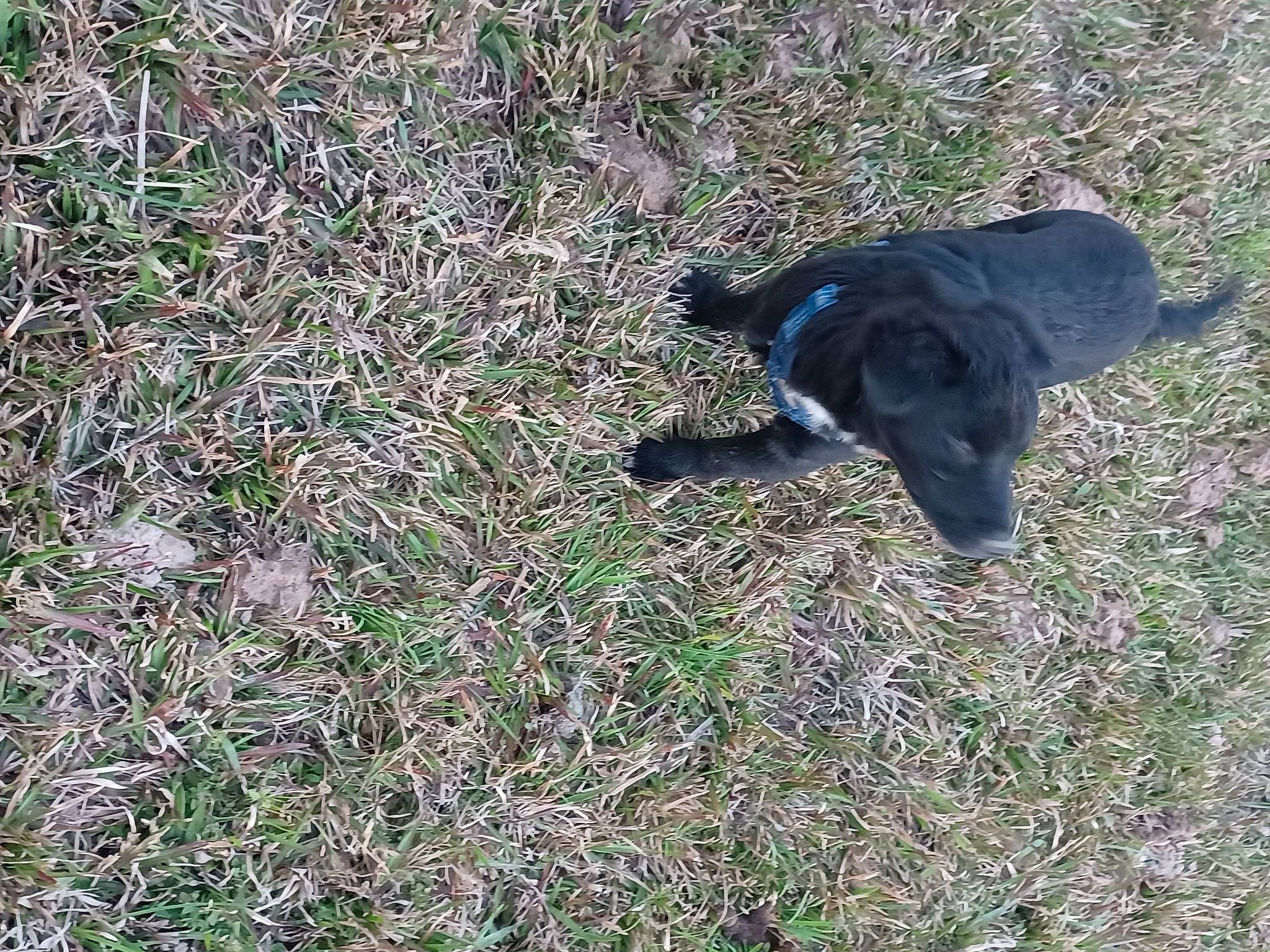 Baby Girl is registered to the contest to win money with this photo: borador, carnivore, dog, dog_breed, grass, grassland, groundcover, herbaceous_plant, hunting_dog, non_sporting_group, plant, soil, sporting_group, tail, terrestrial_animal, working_animal