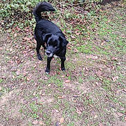 Babygirl is registered to the contest to win money with this photo: alert, animal, black_dog, canine, curious, daylight, dog, earth, grass, ground, leaves, nature, outdoor, park, pet, plants, shrubbery, standing, tail, walking