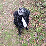 dog, black_dog, white_chest, sitting, outdoor, grass, leaves, nature, happy, pet, canine, fur, snout, ground, plants, greenery, animal, muzzle, closeup, daylight