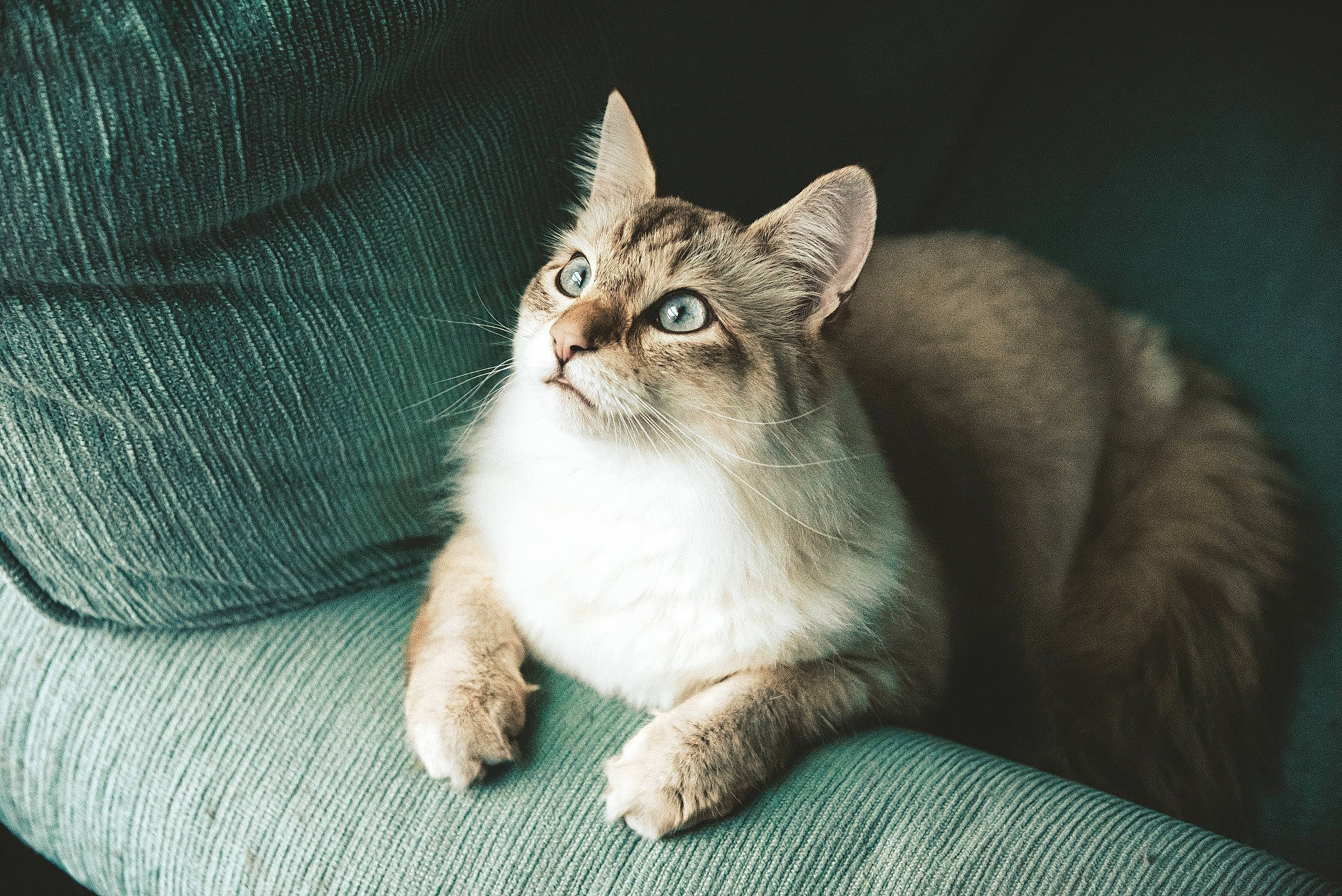 Lemon is registered to the contest to win money with this photo: aegean_cat, american_wirehair, asian, asian_semi_longhair, british_semi_longhair, burmilla, carnivore, cat, domestic_short_haired_cat, european_shorthair, felidae, kitten, mammal, norwegian_forest_cat, siberian, small_to_medium_sized_cats, somali, tabby_cat, vertebrate, whiskers