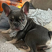 Gypsy is registered to the contest to win money with this photo: animal, blanket, companion, couch, cozy, cute, dog, ears, face, french_bulldog, fur, home, indoor, living_room, looking, pet, pillow, puppy, resting, young