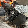 animal, blanket, companion, couch, cozy, cute, dog, ears, face, french_bulldog, fur, home, indoor, living_room, looking, pet, pillow, puppy, resting, young