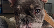 Gypsy is registered to the contest to win money with this photo: animal, blanket, close_up, cozy, cute, dog, domestic, ears, eyes, face, french_bulldog, fur, indoor, living_room, nose, pet, portrait, puppy, resting, young