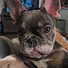 animal, blanket, close_up, cozy, cute, dog, domestic, ears, eyes, face, french_bulldog, fur, indoor, living_room, nose, pet, portrait, puppy, resting, young