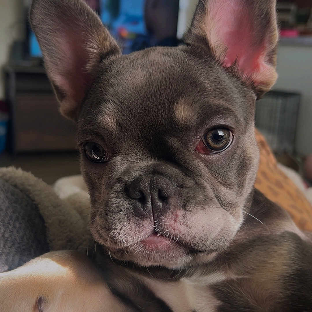 Gypsy