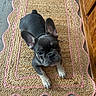 Gypsy joined the competition — help win amazing prizes! adorable, animal, companion, cute, dog, domestic_animal, ears, floor, french_bulldog, indoor, looking_up, mat, paws, pet, puppy, small_dog, snout, wood_floor, woven_mat, young_dog