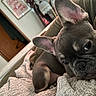 Gypsy joined the competition — help win amazing prizes! animal, blanket, close_up, couch, cozy, cute, dog, ears, french_bulldog, fur, home, indoor, pet, portrait, puppy, relaxed, resting, sleepy, snuggling, soft_light