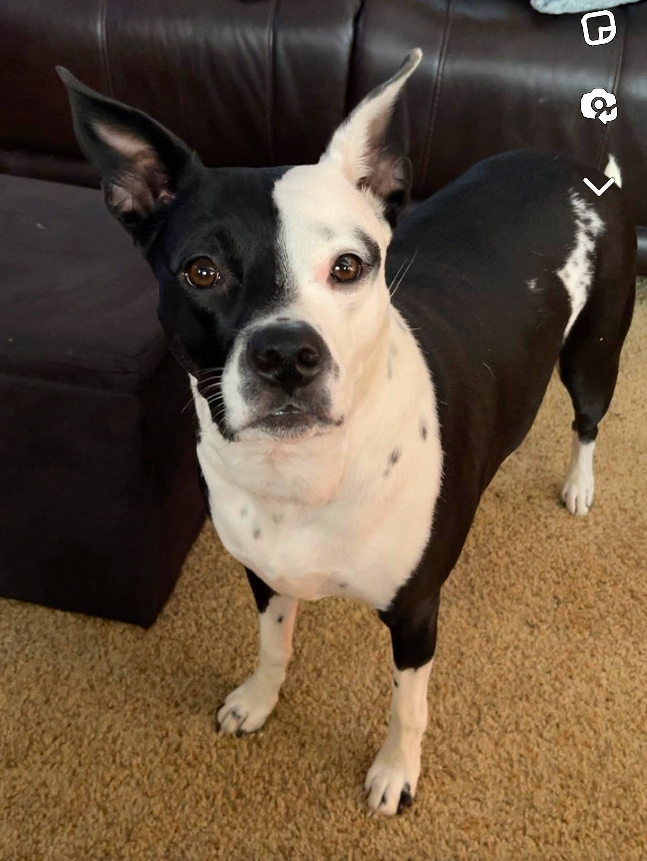 Lady is registered to the contest to win money with this photo: bicycle, boston_terrier, canidae, carnivore, collar, companion_dog, dog, dog_breed, dog_collar, ear, eye, fawn, head, human_body, puppy, snout, sporting_group, toy_dog, whiskers, working_animal