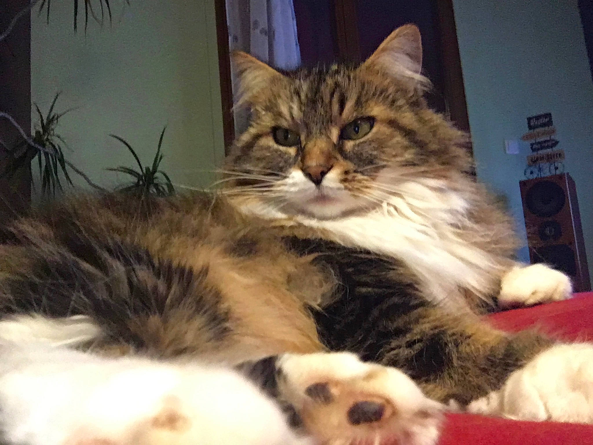 Cali a rejoint le concours — aidez-le/la à gagner de superbes lots ! carnivore, cat, claw, comfort, companion_dog, domestic_short_haired_cat, fawn, felidae, fur, lap, maine_coon, nap, paw, plant, sleep, small_to_medium_sized_cats, snout, tail, terrestrial_animal, whiskers