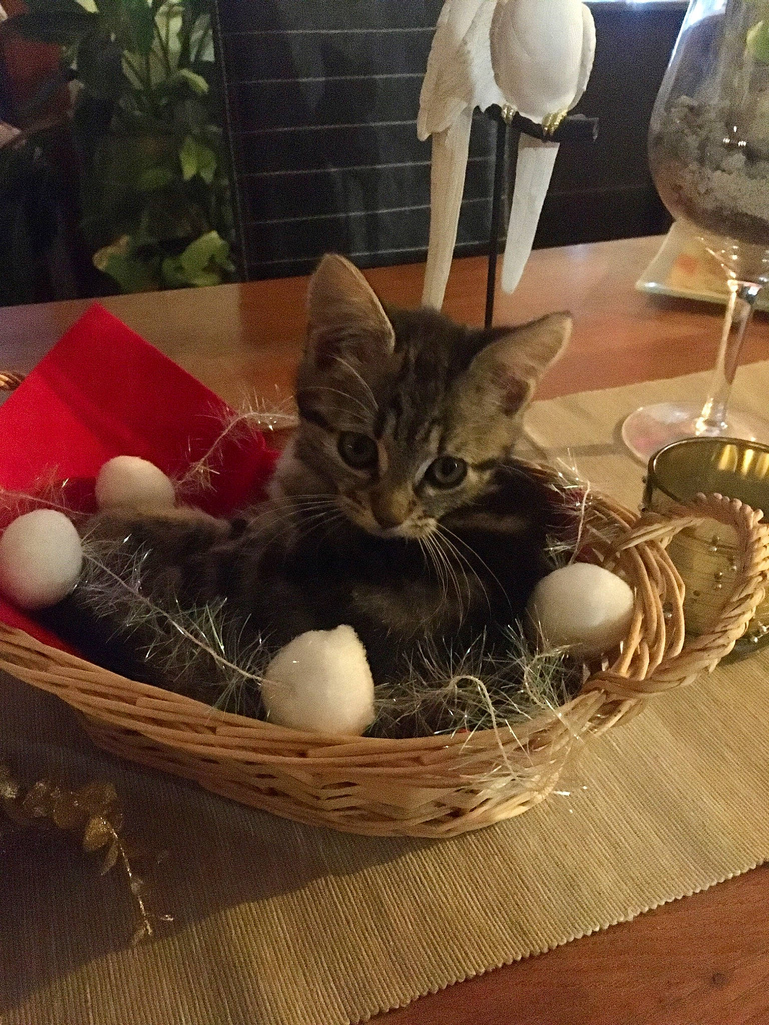 Riplay a rejoint le concours — aidez-le/la à gagner de superbes lots ! barware, basket, bowl, carnivore, cat, champagne_stemware, drinkware, felidae, food, houseplant, kitchen_utensil, plant, serveware, small_to_medium_sized_cats, stemware, storage_basket, table, tableware, wine_glass, wood