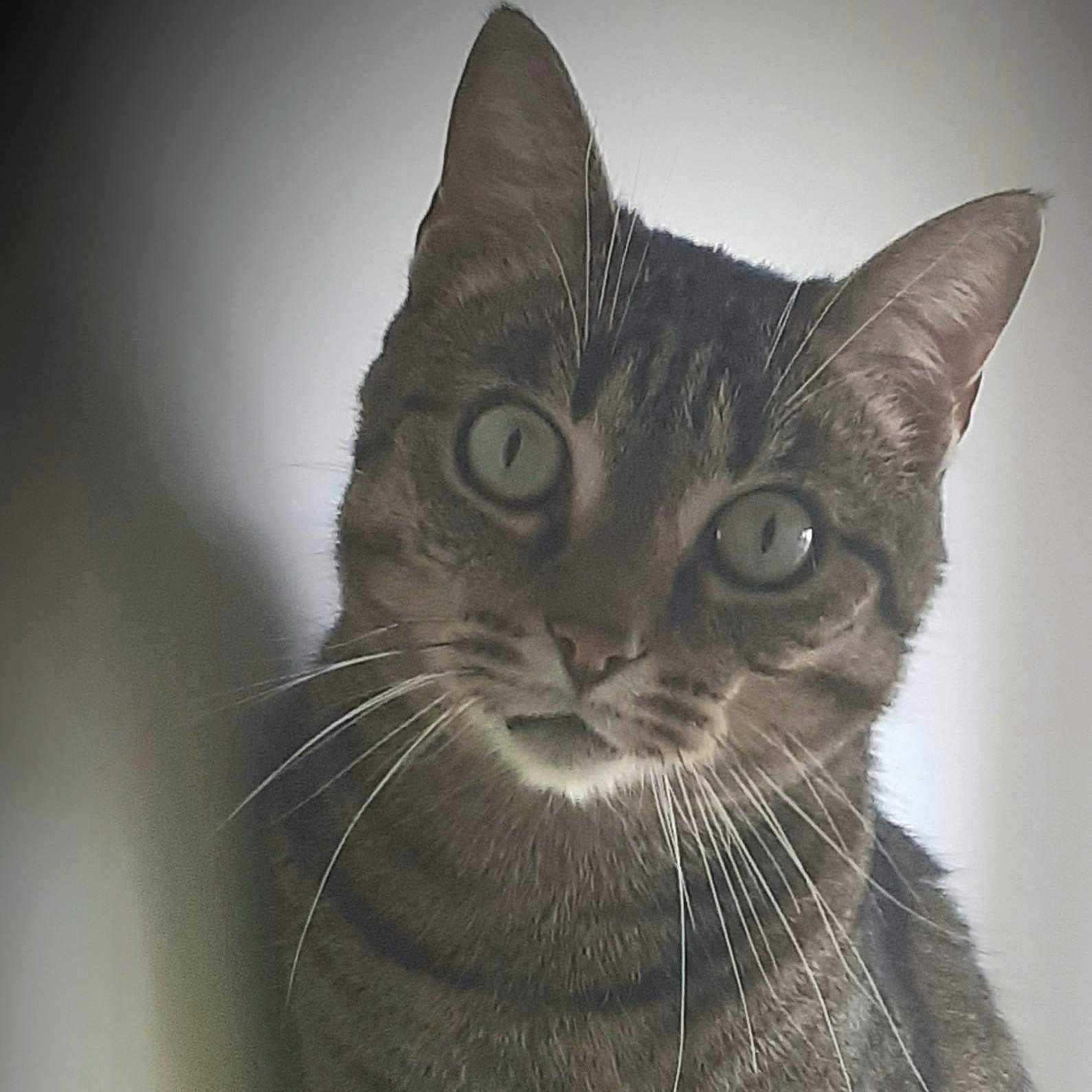 Priam a rejoint le concours — aidez-le/la à gagner de superbes lots ! animal, cat, closeup, curious, cute, domestic, ears, eyes, face, feline, fur, head, indoor, looking, mammal, pet, portrait, soft_light, tabby, whiskers