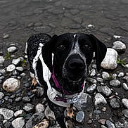 Oakley June joined the competition — help win amazing prizes! dog, black_dog, white_harness, purple_collar, rocks, shore, water, outdoor, pet, animal, close_up, curious, portrait, canine, nature, ground, wet, looking_up, muzzle, ears