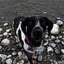 dog, black_dog, white_harness, purple_collar, rocks, shore, water, outdoor, pet, animal, close_up, curious, portrait, canine, nature, ground, wet, looking_up, muzzle, ears