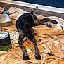Daisy May joined the competition — help win amazing prizes! dog, paint, paint_can, paint_tray, drop_cloth, floor, wall, blue_wall, wood_floor, black_dog, gray_dog, lying, curious, indoor, messy, crumpled_paper, animal, pet, looking, ears
