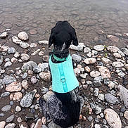 Daisy May is registered to the contest to win money with this photo: dog, black_and_white, harness, rocks, water, shore, outdoor, pet, canine, sitting, nature, calm, lake, animal, fur, back_view, quiet, daytime, collar, adventure