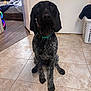 Daisy May joined the competition — help win amazing prizes! dog, indoor, tile_floor, collar, pet, sitting, black_dog, gray_dog, floor, laundry_basket, door, bedroom, blanket, home, animal, canine, floor_tiles, domestic, fur, ears