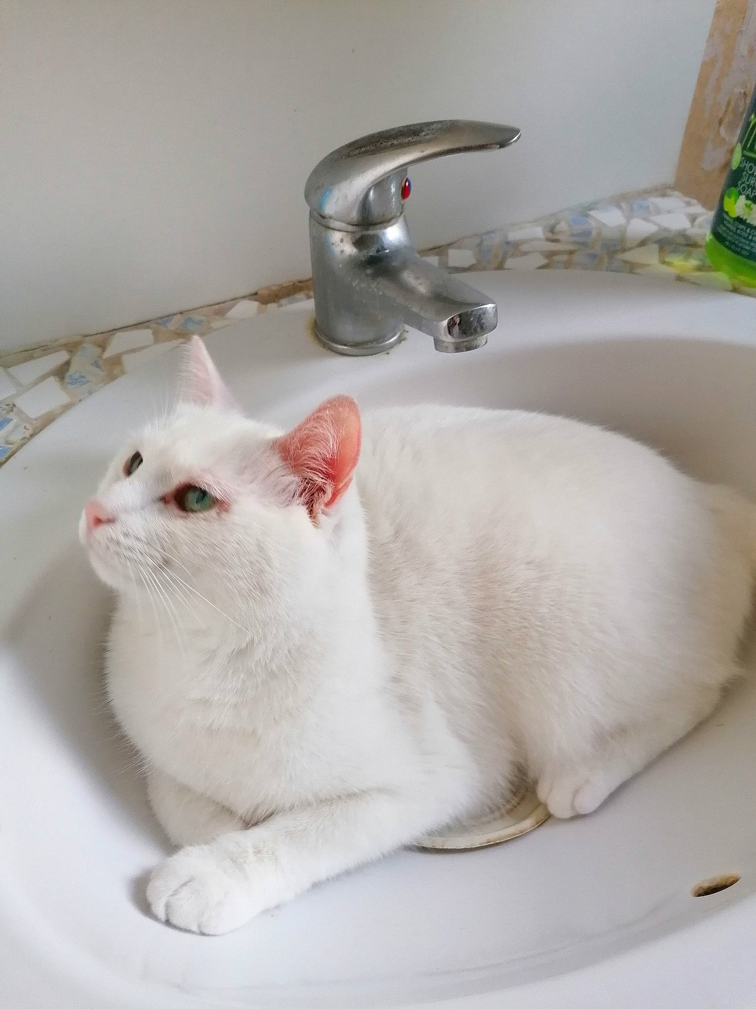 Lili a rejoint le concours — aidez-le/la à gagner de superbes lots ! bathroom, bathroom_sink, carnivore, cat, domestic_short_haired_cat, felidae, fluid, fur, gas, household_hardware, kitchen_appliance, plumbing, plumbing_fitting, plumbing_fixture, sink, small_to_medium_sized_cats, snout, tail, tap, whiskers
