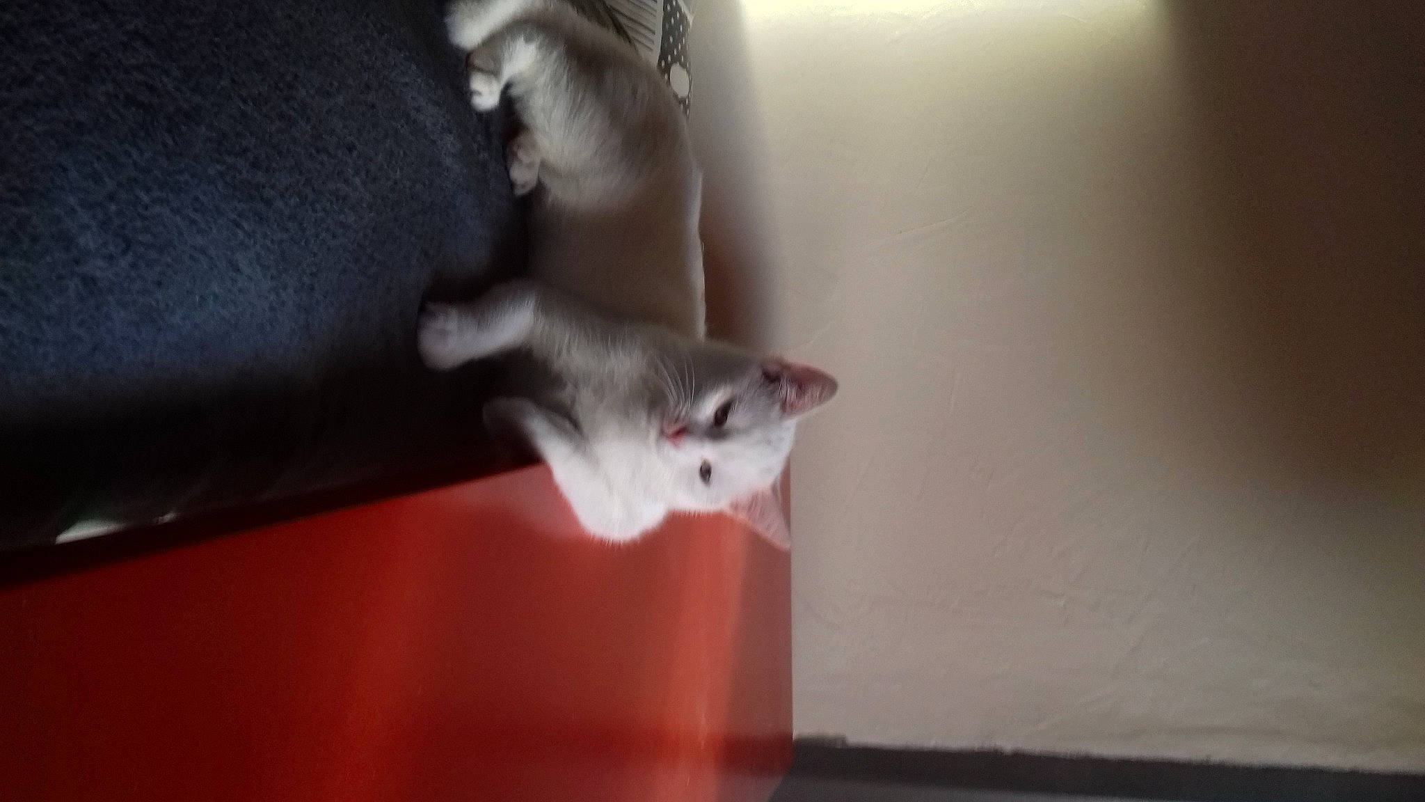 Lili a rejoint le concours — aidez-le/la à gagner de superbes lots ! canidae, carmine, carnivore, cat, comfort, darkness, domestic_short_haired_cat, felidae, flooring, fur, gesture, grey, hardwood, human_leg, small_to_medium_sized_cats, snout, tail, whiskers, window, wood