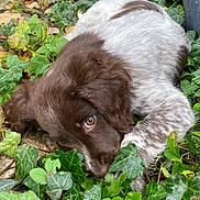 Poupa participe au concours pour gagner de l'argent avec cette photo : animal, brown, close_up, curious, cute, dog, eyes, fur, greenery, ground, leafy_plants, lying_down, nature, outdoor, pet, puppy, relaxed, soft_fur, white, young_dog