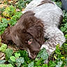 animal, brown, close_up, curious, cute, dog, eyes, fur, greenery, ground, leafy_plants, lying_down, nature, outdoor, pet, puppy, relaxed, soft_fur, white, young_dog