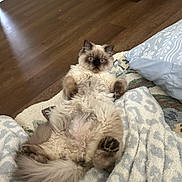 Teddy joined the competition — help win amazing prizes! cat, fluffy, lying_down, indoor, blanket, pillow, wooden_floor, pet, animal, fur, relaxed, cute, tabby, home, cozy, resting, mammal, whiskers, tail, curious