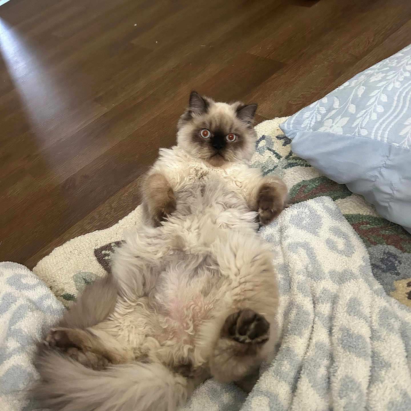 Teddy joined the competition — help win amazing prizes! animal, blanket, cat, cozy, curious, cute, fluffy, fur, home, indoor, lying_down, mammal, pet, pillow, relaxed, resting, tabby, tail, whiskers, wooden_floor