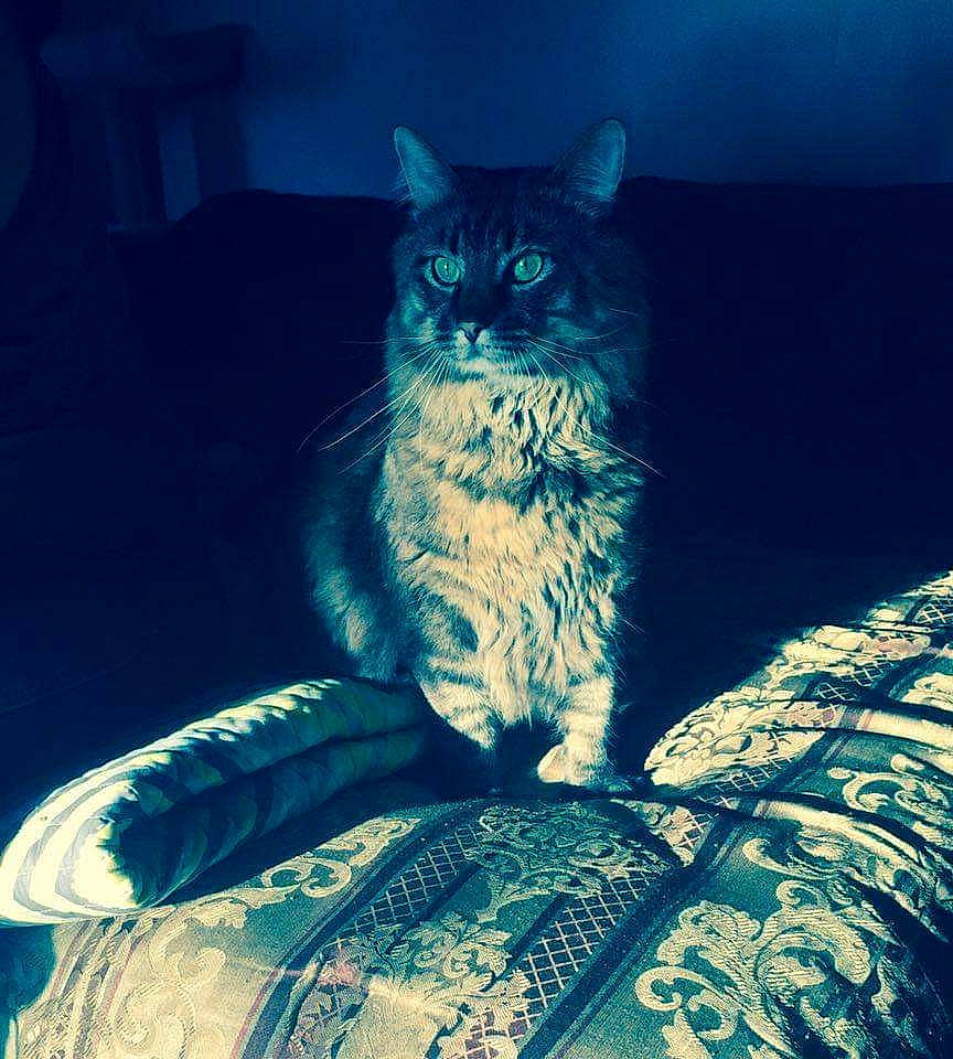 Boogie is registered to the contest to win money with this photo: carnivore, cat, darkness, domestic_short_haired_cat, door, electric_blue, felidae, fur, grass, grey, human_leg, paw, shadow, sitting, sky, small_to_medium_sized_cats, tail, tints_and_shades, whiskers, window