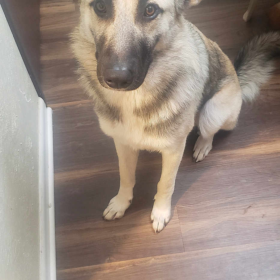 Wolfie is registered to the contest to win money with this photo: accessories, animal, ankle, barefoot, bodypart, canine, dog, eskimodog, germanshepherd, hardwood, husky, indoors, interiordesign, person, pet, plywood, puppy, strap, toe, wood