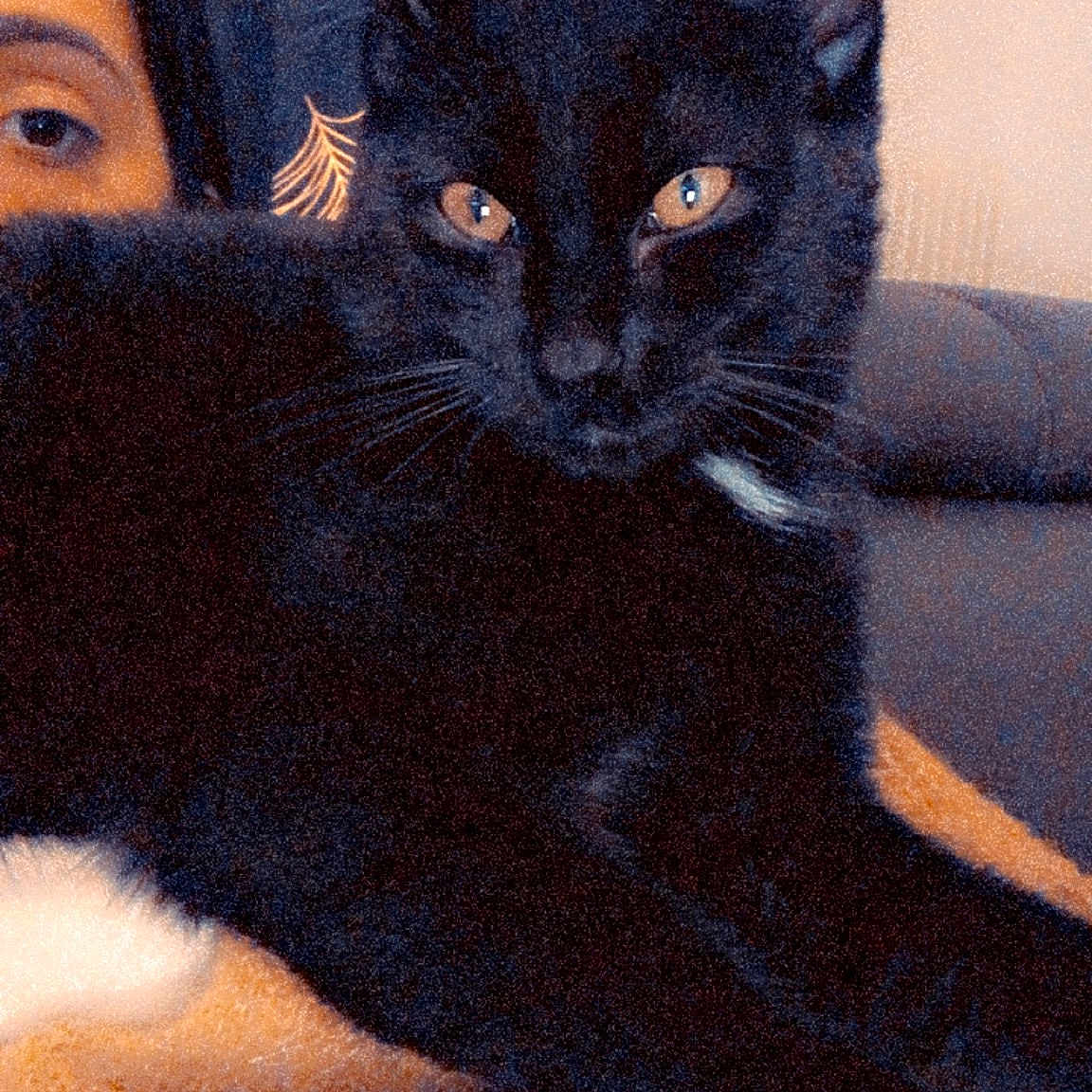 Rajah