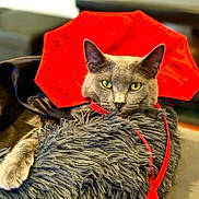 Blue joined the competition — help win amazing prizes! cat, gray_cat, costume, cape, red_cape, fluffy_blanket, indoor, pet, animal, feline, relaxed, portrait, yellow_eyes, looking_at_camera, soft_texture, closeup, domestic_cat, cute, resting, fur