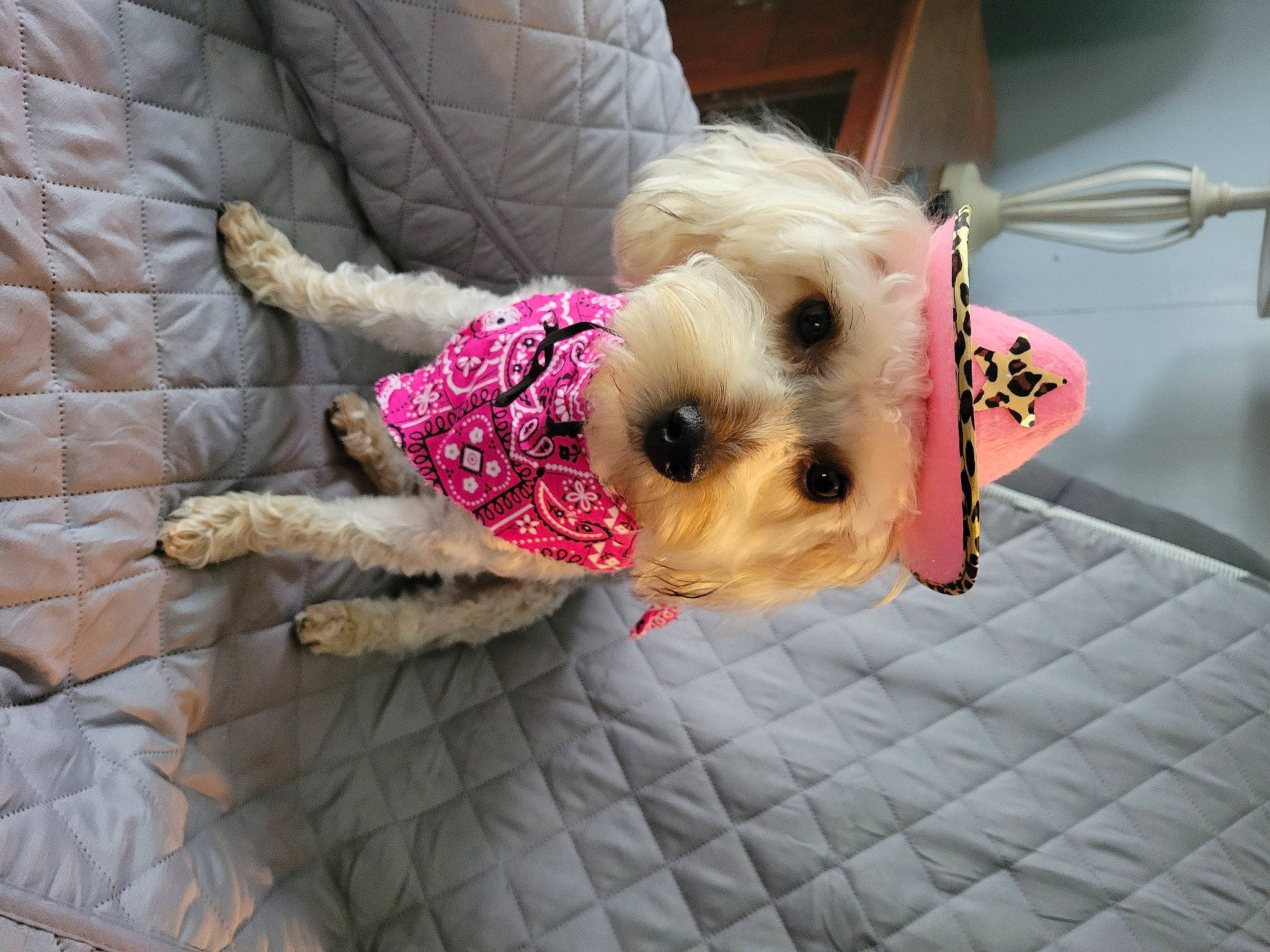 Izzy is registered to the contest to win money with this photo: canidae, carnivore, comfort, companion_dog, couch, dog, dog_breed, dog_clothes, dog_supply, fawn, pet_supply, small_terrier, snout, sporting_group, stuffed_toy, terrier, textile, toy, toy_dog, working_animal